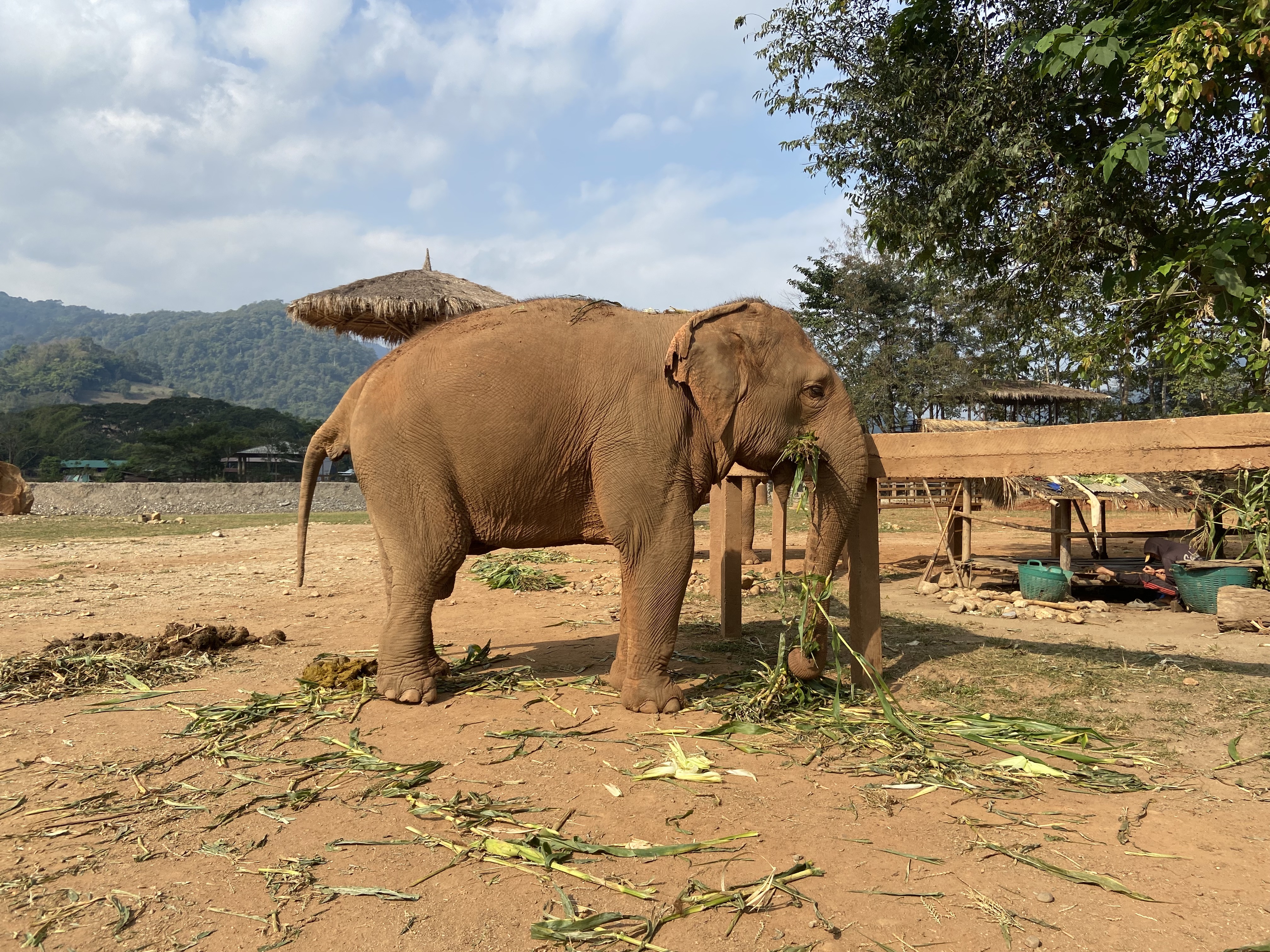 Lessons From Elephant Nature Park: Building a Cohesive Business Culture