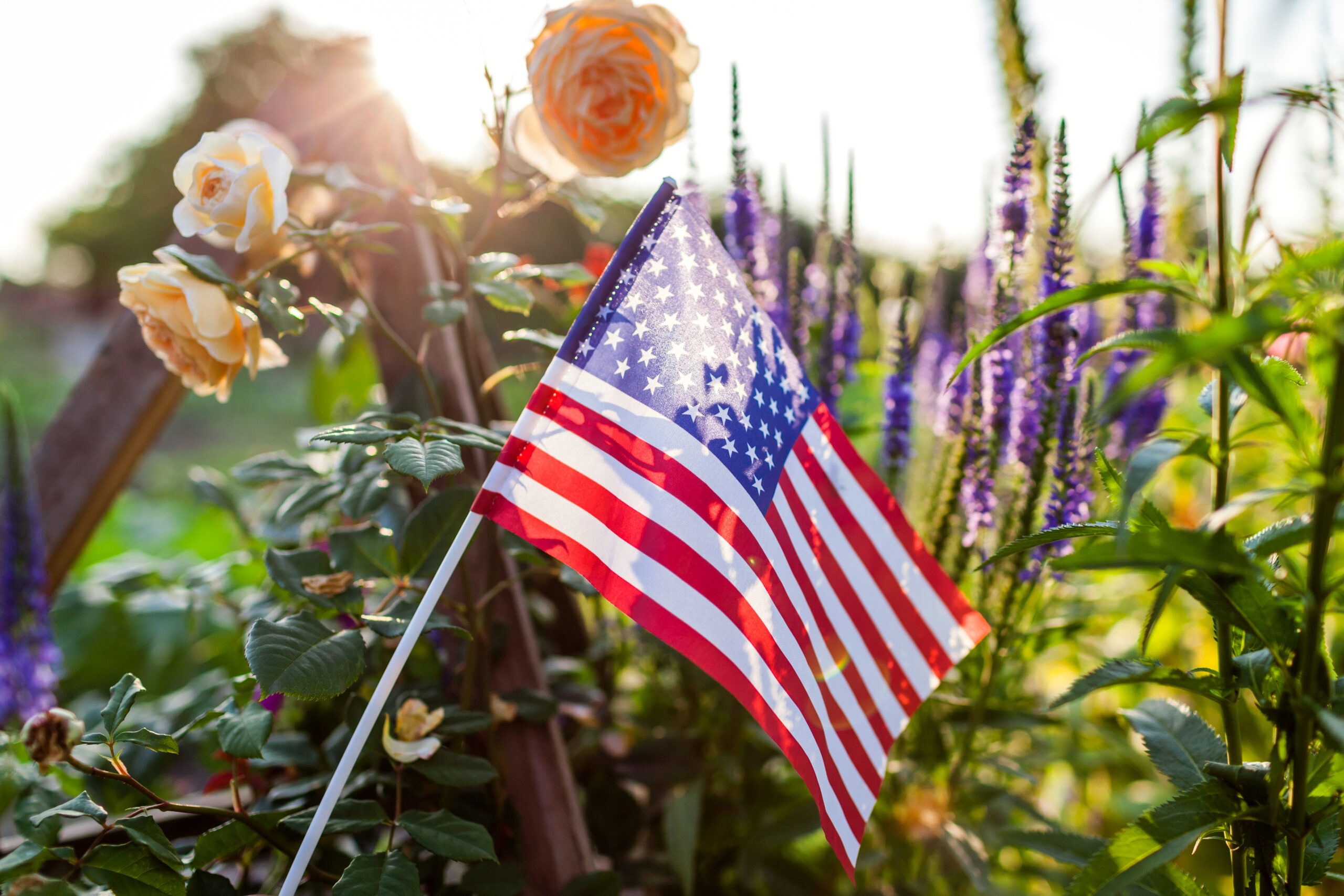 Independence day of USA. American flag put in summer garden by flowers at sunset. July 4th. Memorial day